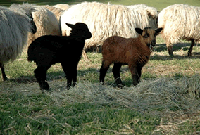 Pictures of Sheep